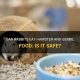 Is It Safe? Can Bunnies Eat Hamster Food? + Tips | World’s Most Delicious Foods: Must-Try Dishes from Every Country