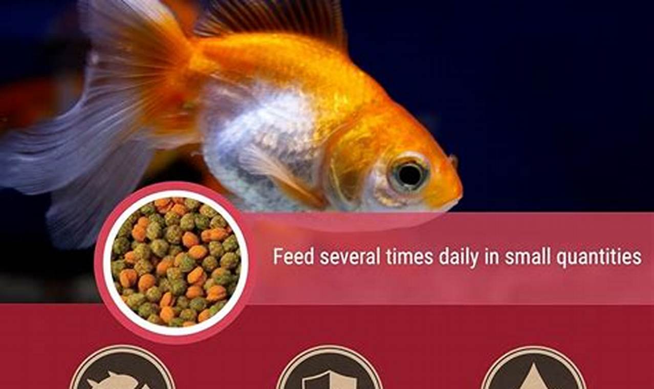 Goldfish Food: Can Goldfish Eat Tropical Fish Food [Guide]? | World’s Most Delicious Foods: Must-Try Dishes from Every Country