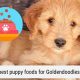 Guide to Best Food for Goldendoodle Puppies: Nutrition Tips | World’s Most Delicious Foods: Must-Try Dishes from Every Country