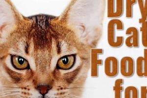 Top-Rated: Best Dry Cat Food for Diarrhea Relief Guide World’s Most Delicious Foods: Must-Try Dishes from Every Country Top-Rated: Best Dry Cat Food for Diarrhea Relief Guide | World’s Most Delicious Foods: Must-Try Dishes from Every Country