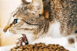 Help! Cat Won't Stop Throwing Up Food? Causes & Relief World’s Most Delicious Foods: Must-Try Dishes from Every Country Help! Cat Won't Stop Throwing Up Food? Causes & Relief | World’s Most Delicious Foods: Must-Try Dishes from Every Country