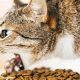 Help! Cat Won't Stop Throwing Up Food? Causes &amp; Relief | World’s Most Delicious Foods: Must-Try Dishes from Every Country
