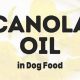Is Canola Oil Good in Dog Food? Benefits & Risks | World’s Most Delicious Foods: Must-Try Dishes from Every Country