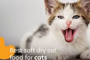 Best Soft Food for Cats with No Teeth: Senior &amp; Dental Care | World’s Most Delicious Foods: Must-Try Dishes from Every Country