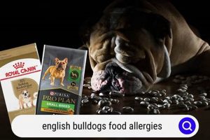 Top Rated: Best Food for English Bulldog Skin Allergies Relief | World’s Most Delicious Foods: Must-Try Dishes from Every Country