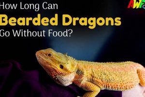 Reptile Care: How Long Can a Bearded Dragon Go Without Food? Guide | World’s Most Delicious Foods: Must-Try Dishes from Every Country