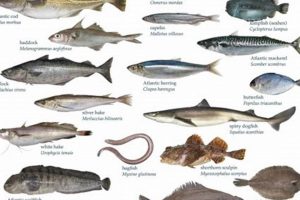 Best Atlantic Food Fish: Guide & Recipes | World’s Most Delicious Foods: Must-Try Dishes from Every Country