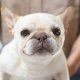 DIY Delight: Homemade Dog Food for French Bulldogs Guide | World’s Most Delicious Foods: Must-Try Dishes from Every Country