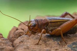 Cricket Starvation: How Long Can a Cricket Live Without Food? Tips | World’s Most Delicious Foods: Must-Try Dishes from Every Country