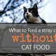 Stray Cat Care: Can I Feed a Stray Cat Dog Food? Risks &amp; Tips | World’s Most Delicious Foods: Must-Try Dishes from Every Country