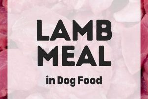 Is Lamb Meal in Dog Food Good? Benefits & More | World’s Most Delicious Foods: Must-Try Dishes from Every Country