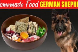 Top Rated: Best German Shepherd Dog Food for Peak Health! | World’s Most Delicious Foods: Must-Try Dishes from Every Country