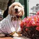 Petco Park Food Policy: Can You Bring Food Into Petco Park? | World’s Most Delicious Foods: Must-Try Dishes from Every Country