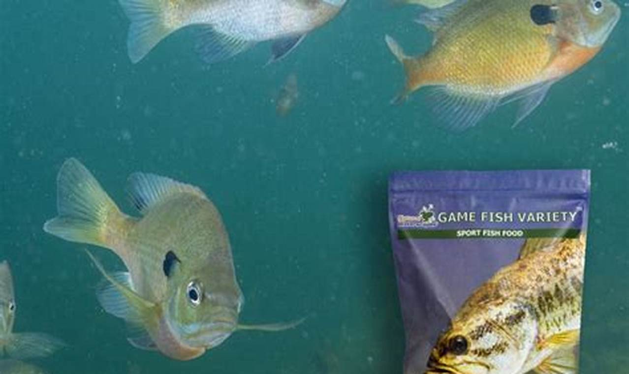 Best Bluegill Fish Food: Buyer's Guide & More! | World’s Most Delicious Foods: Must-Try Dishes from Every Country