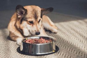 Dog Food Freshness: How Long Is Dog Food Good For? Guide | World’s Most Delicious Foods: Must-Try Dishes from Every Country
