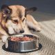 Dog Food Freshness: How Long Is Dog Food Good For? Guide | World’s Most Delicious Foods: Must-Try Dishes from Every Country
