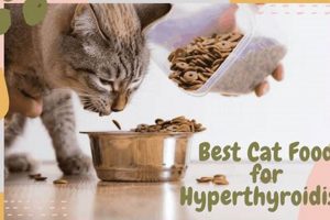 Best Hyperthyroid Cat Food: Diet &amp; Health Tips | World’s Most Delicious Foods: Must-Try Dishes from Every Country