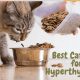 Best Hyperthyroid Cat Food: Diet &amp; Health Tips | World’s Most Delicious Foods: Must-Try Dishes from Every Country