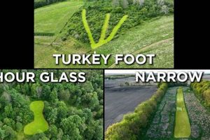 Ultimate Guide: Best Food Plot for Turkey Hunting + Mixes | World’s Most Delicious Foods: Must-Try Dishes from Every Country