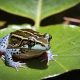 Frog Food: How Long Can a Frog Go Without Food Survival? | World’s Most Delicious Foods: Must-Try Dishes from Every Country