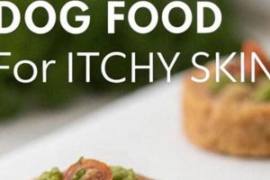 DIY Homemade Dog Food for Itchy Skin Relief & Health | World’s Most Delicious Foods: Must-Try Dishes from Every Country