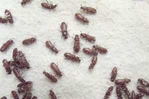 Dog Food Beetles: Risks, Prevention &amp; More! | World’s Most Delicious Foods: Must-Try Dishes from Every Country