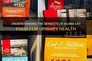 Best Human Food for Cats with Urinary Problems: Diet Tips | World’s Most Delicious Foods: Must-Try Dishes from Every Country