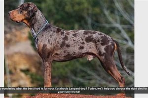 Top Picks: Best Dog Food for Catahoulas - Reviewed! | World’s Most Delicious Foods: Must-Try Dishes from Every Country