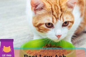 Guide to Low Ash Cat Food: Health Benefits & Brands World’s Most Delicious Foods: Must-Try Dishes from Every Country Guide to Low Ash Cat Food: Health Benefits & Brands | World’s Most Delicious Foods: Must-Try Dishes from Every Country