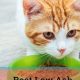 Guide to Low Ash Cat Food: Health Benefits & Brands | World’s Most Delicious Foods: Must-Try Dishes from Every Country