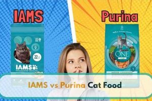 Iams vs Purina One: Best Cat Food [Review] | World’s Most Delicious Foods: Must-Try Dishes from Every Country