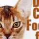 Best Dry Cat Food for Diarrhea: Relief & Prevention Tips | World’s Most Delicious Foods: Must-Try Dishes from Every Country