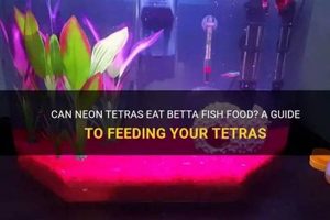 Can Tetras Eat Betta Food? Diet & Risks Explained! | World’s Most Delicious Foods: Must-Try Dishes from Every Country