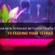 Can Tetras Eat Betta Food? Diet & Risks Explained! | World’s Most Delicious Foods: Must-Try Dishes from Every Country