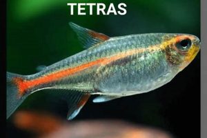 Top Rated Best Fish Food For Tetras: Guide & Reviews | World’s Most Delicious Foods: Must-Try Dishes from Every Country