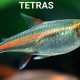 Top Rated Best Fish Food For Tetras: Guide & Reviews | World’s Most Delicious Foods: Must-Try Dishes from Every Country