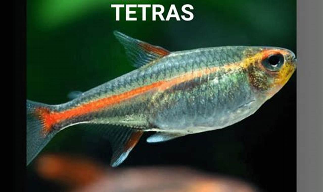Top Rated Best Fish Food For Tetras: Guide & Reviews | World’s Most Delicious Foods: Must-Try Dishes from Every Country
