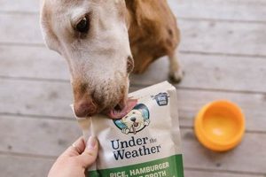 Best Under the Weather Dog Food: Care &amp; Recovery | World’s Most Delicious Foods: Must-Try Dishes from Every Country