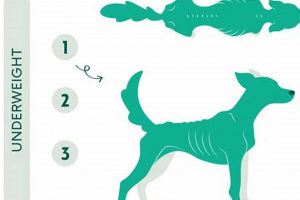 Best Dog Food for Weight Gain: Help Underweight Dogs Thrive! | World’s Most Delicious Foods: Must-Try Dishes from Every Country