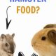 Is Hamster Food Safe? Can Guinea Pigs Eat Hamster Food? Guide | World’s Most Delicious Foods: Must-Try Dishes from Every Country