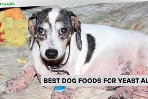 Top-Rated Best Dog Food for Yeast Allergies: Diet Guide! | World’s Most Delicious Foods: Must-Try Dishes from Every Country