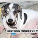 Top-Rated Best Dog Food for Yeast Allergies: Diet Guide! | World’s Most Delicious Foods: Must-Try Dishes from Every Country