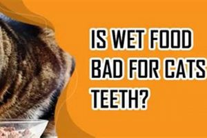 Wet Food & Cat Teeth: Is Wet Food Bad for Cats Teeth? World’s Most Delicious Foods: Must-Try Dishes from Every Country Wet Food & Cat Teeth: Is Wet Food Bad for Cats Teeth? | World’s Most Delicious Foods: Must-Try Dishes from Every Country