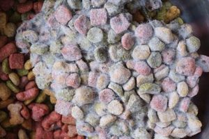 My Dog Ate Moldy Dog Food! What to Do (Risks & Help) | World’s Most Delicious Foods: Must-Try Dishes from Every Country