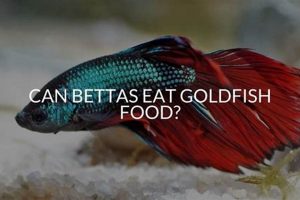 Can a Goldfish Eat Betta Food? The Truth + Best Diet | World’s Most Delicious Foods: Must-Try Dishes from Every Country