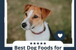 Best Dog Food for Jack Russells: Expert Guide | World’s Most Delicious Foods: Must-Try Dishes from Every Country