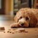 Top Rated: Best Dog Food for Labradoodles in 2024 | World’s Most Delicious Foods: Must-Try Dishes from Every Country