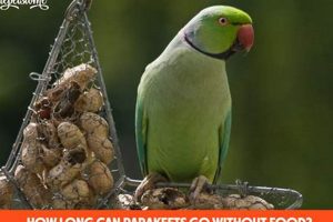 Can Parakeets? How Long Without Food + Tips! | World’s Most Delicious Foods: Must-Try Dishes from Every Country