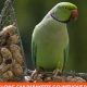Can Parakeets? How Long Without Food + Tips! | World’s Most Delicious Foods: Must-Try Dishes from Every Country
