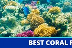 Top Coral Food: Boosting Your Best Coral Food Diet Guide | World’s Most Delicious Foods: Must-Try Dishes from Every Country